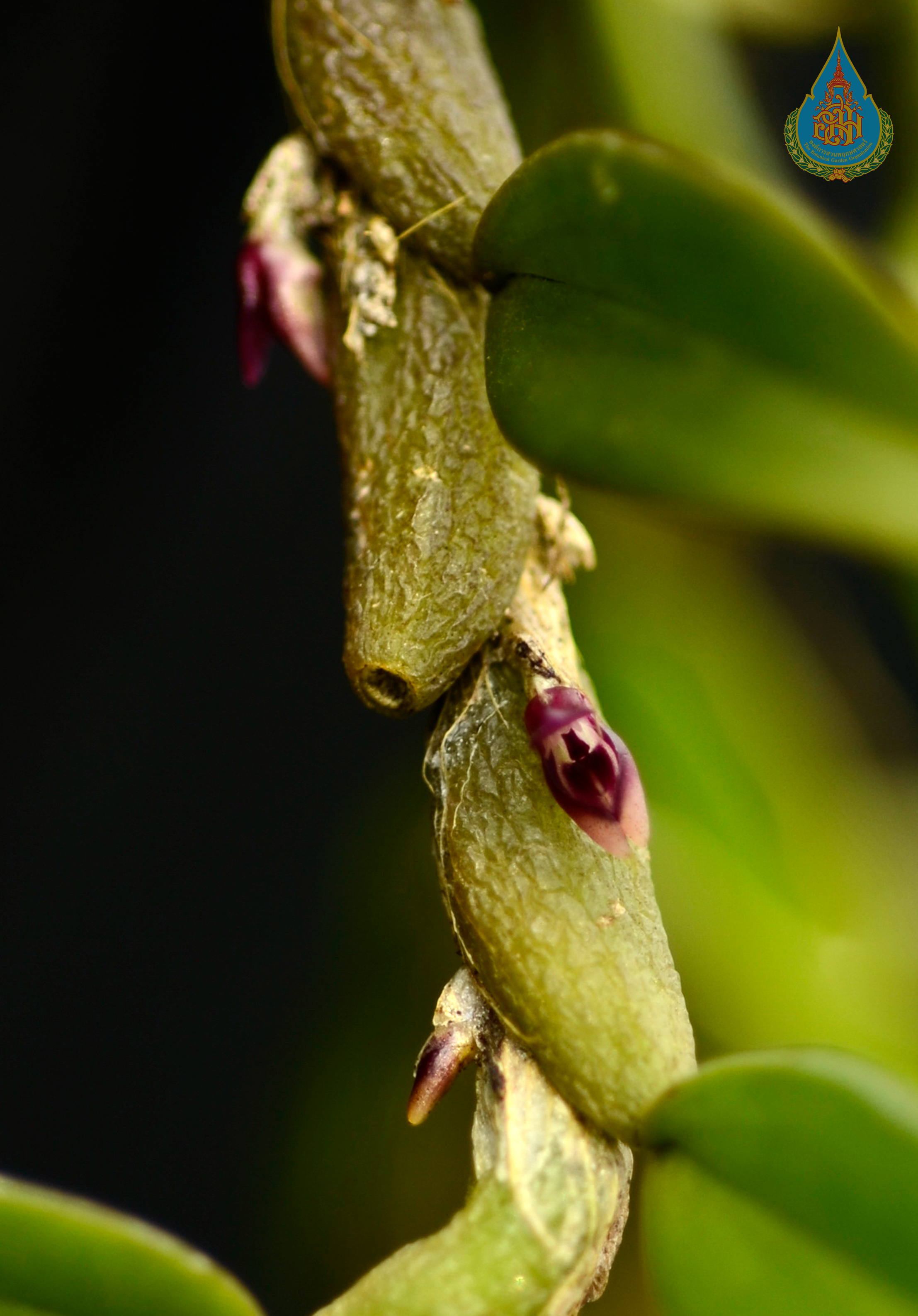 สิงโตระย้า Bulbophyllum tortuosum (Blume) Lindl.<br/>ORCHIDACEAE